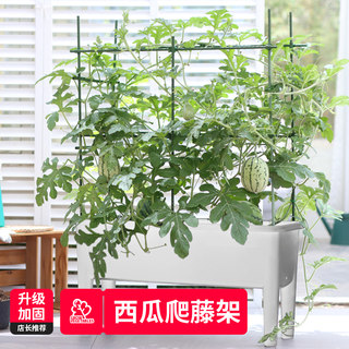 爬藤支架番茄蔬菜西瓜支伸缩杆黄瓜番茄阳台爬藤架植物瓜果花架