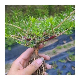 玫红王太阳花老桩重瓣宿根太阳花老桩带根造型牡丹紫老桩多年生