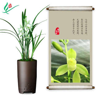 芳香兰花花苞植物绿带建兰土浓香苗名贵四季 花卉盆景荷素福州盆栽