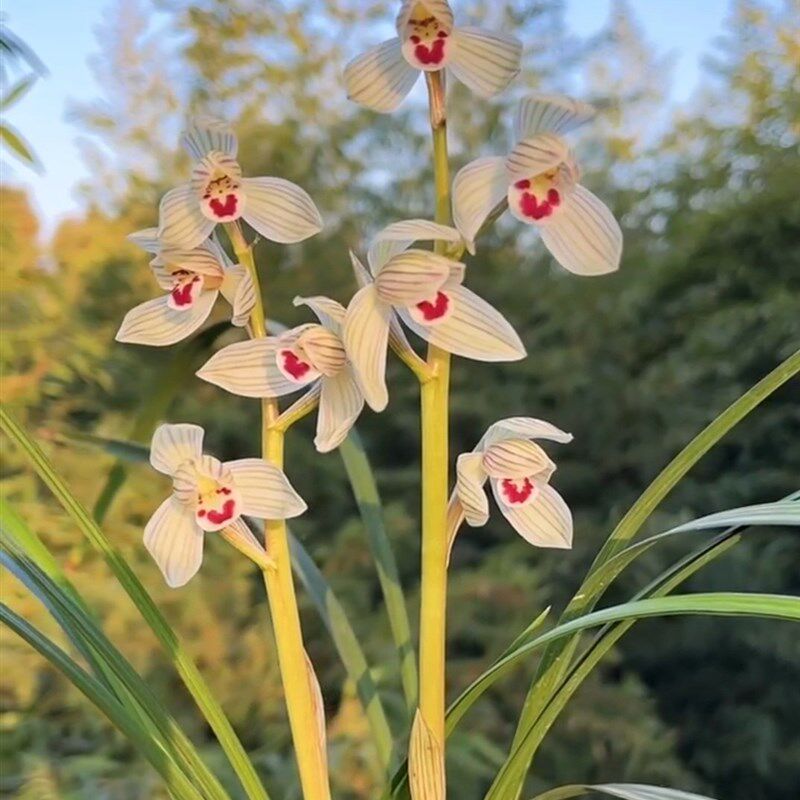 包邮当年开e花名品浓香花卉兰花 莲瓣兰云海荷 阳台客厅盆栽绿植