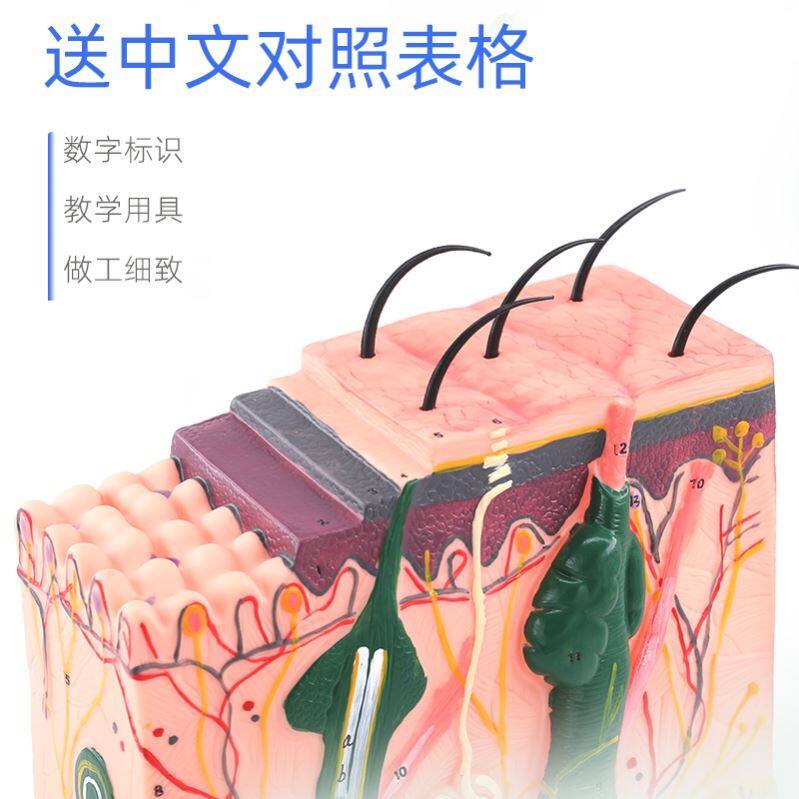 推荐人体皮肤模型结构解剖头皮毛发毛囊组织科学教学针灸练习皮肤
