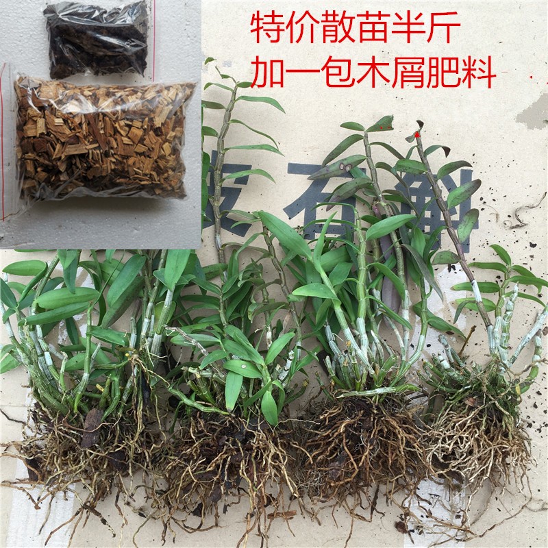 雁荡山铁皮石斛苗三年苗 铁皮枫斗苗 低价出售