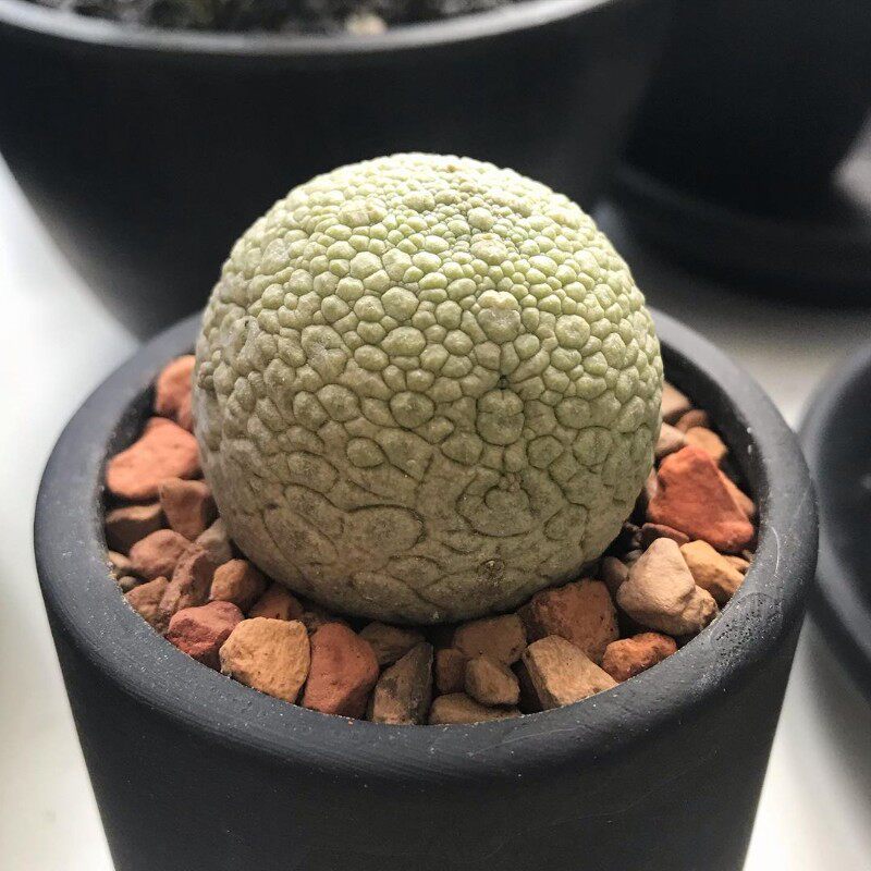凝蹄玉稀有品种仙人球贵货精品萝藦科植物开花室内小盆栽实生多肉