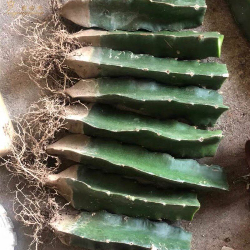 小众高货三角柱三棱箭多肉嫁接用仙人掌科蟹爪兰球植物砧木带根长