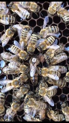 意蜂蜂群 意蜂产子王 意蜂蜂王 喀尔巴仟王 意蜂蜜型蜂王包活到手