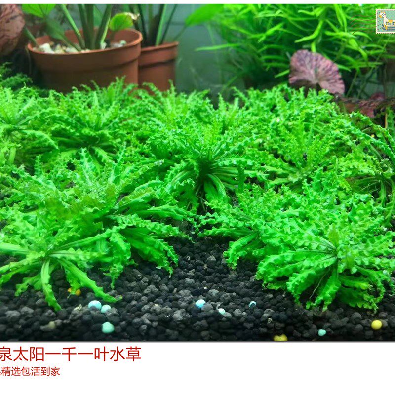 喷泉太阳稀有水草喷m太椒草造景鱼缸草缸前景水草自养水下叶翠绿