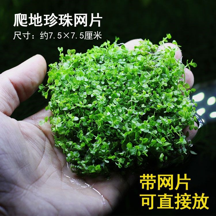 鱼缸造景真植物全套冷水鱼缸水草鱼缸里的活水草养鱼专用水草坨草