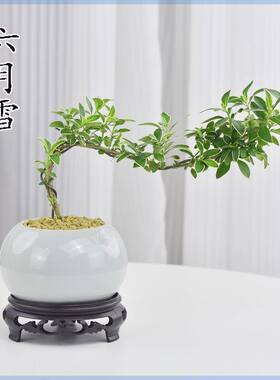 宿舍盆栽老庄提根造o型盆景花卉四季金边六月雪盆景植物室内易活