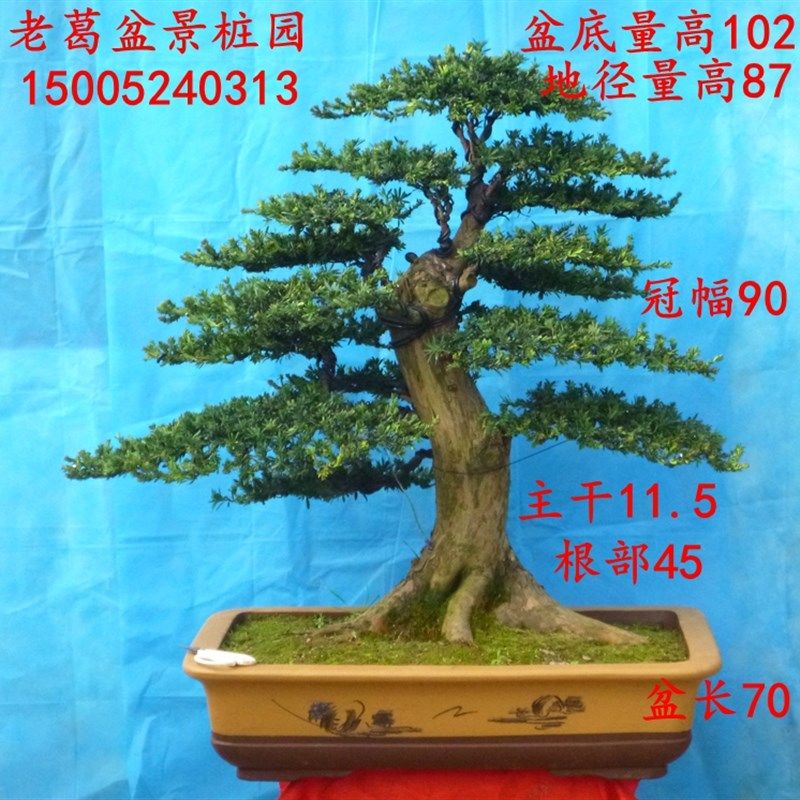 速发大型米叶罗汉松盆景树桩实物 过度好树型好 罗汉松造型