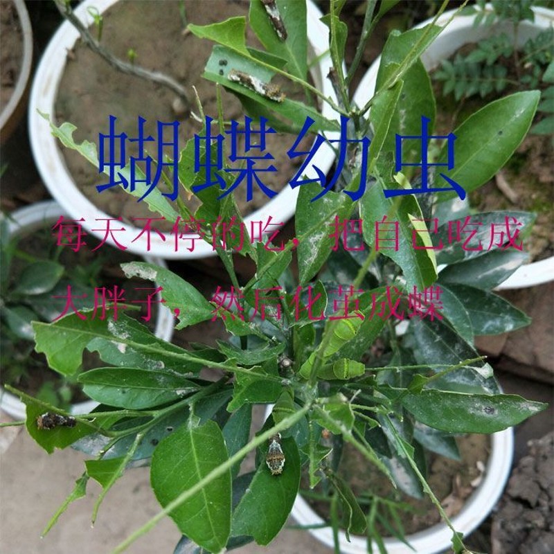 速发柑橘凤蝶f食物玉带凤蝶食物美凤蝶蝴蝶幼虫碧凤蝶幼虫食物花