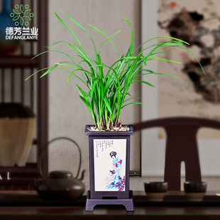 花卉绿植室养原盆原土 兰花苗带花苞翠内盆栽浓香好玉梅室内四季