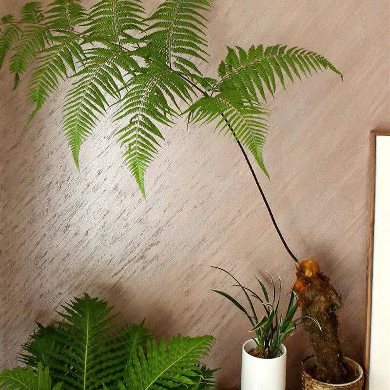 金毛狗脊蕨一叶蕨盆栽老桩网红黄毛蕨类i绿植造景盆景金毛蕨类植