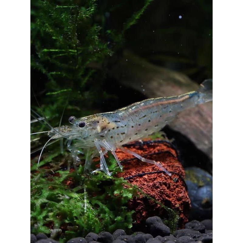 大和藻虾珍珠虾除丝藻除黑毛大河藻虾工具虾除藻能力极强观赏虾,节庆用品/礼品,路引,淘宝优惠券,粉丝福利购,淘宝优惠卷