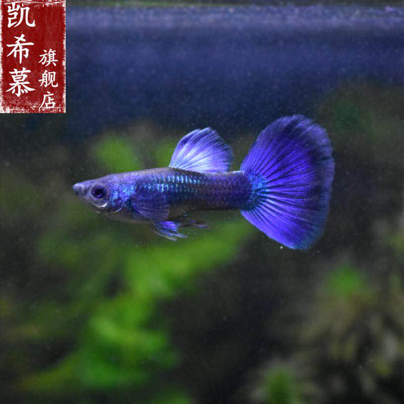 厂家冰蓝孔雀鱼莫斯科冰蓝u凤尾鱼彩霞鱼淡水热带小型观赏鱼活体