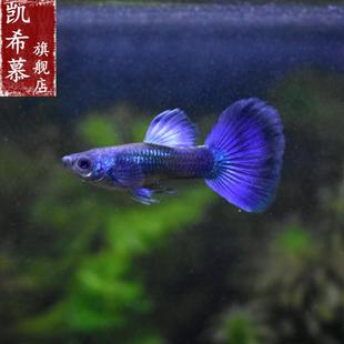 厂家冰蓝孔雀鱼莫斯科冰蓝u凤尾鱼彩霞鱼淡水热带小型观赏鱼活体