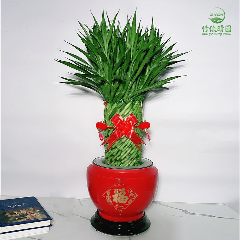 带根招财竹水养富贵竹好养植物室内客厅水培转运竹开运竹净化空气