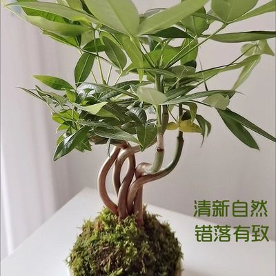 五福发财树苔藓球植物盆景苗室内办公桌面水培绿植净化空气小盆栽