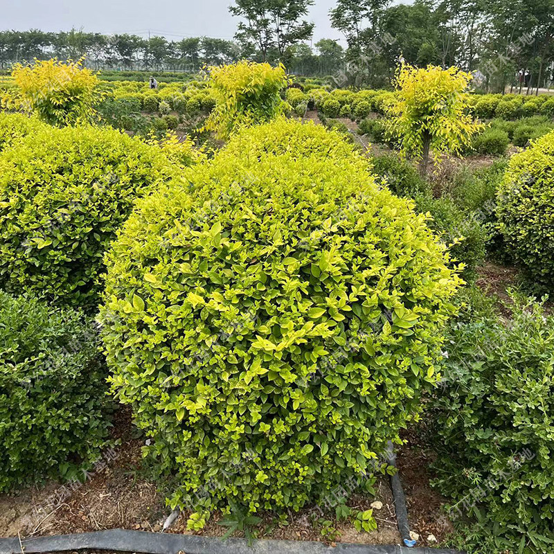 金叶女贞树苗小叶女贞树苗树球型植e物常绿化工程苗木庭院绿篱色
