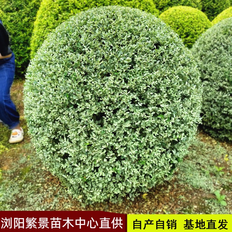 银姬小蜡球树苗金姬小腊苗彩叶花叶女贞别墅庭院花园阳台耐寒绿植