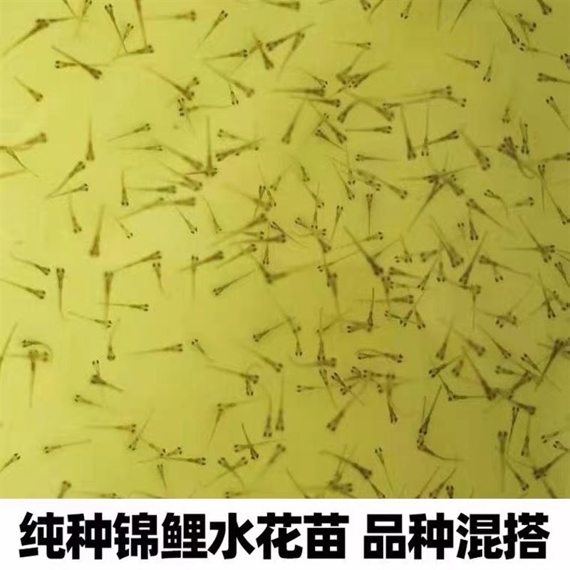 速发日本纯种锦鲤水花红白三色白写昭和活鱼草金小鱼苗幼苗淡水观