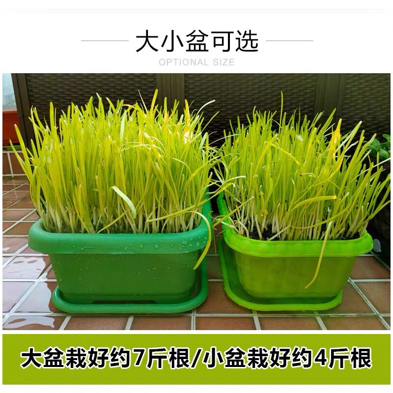 南宫特产黄韭盆栽苗大盆黄韭根水培无公害蔬n菜室内阳台有机黄韭