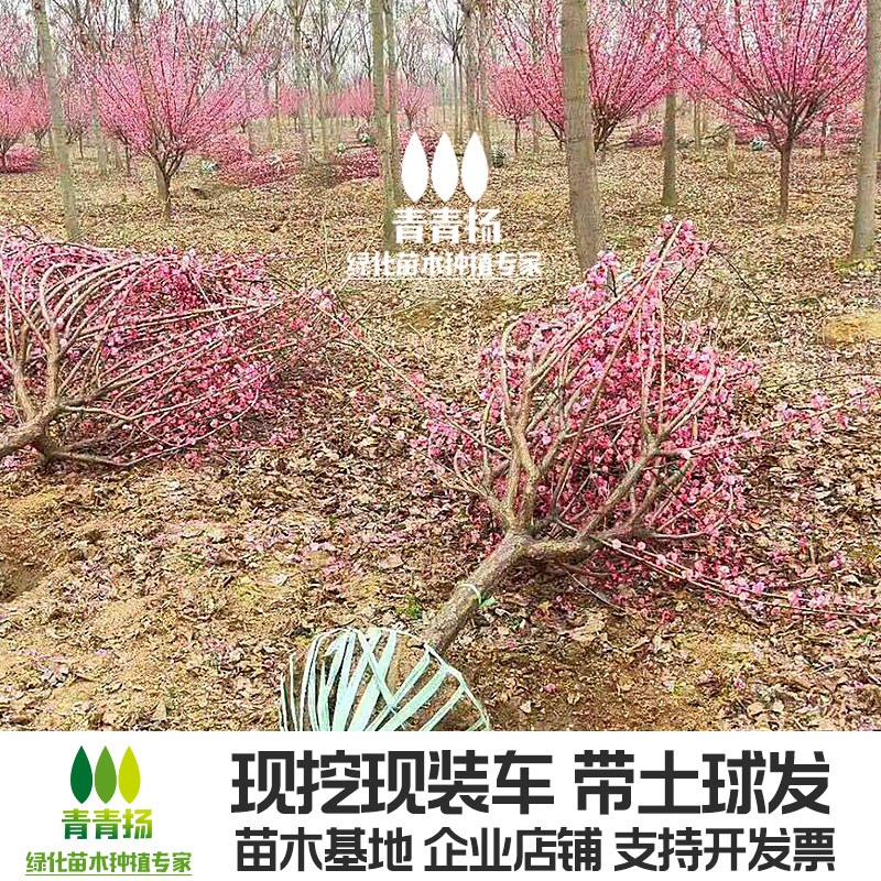 梅花树苗地栽庭院原生红梅榆叶梅园林绿化风景树美人梅红须朱砂梅图片