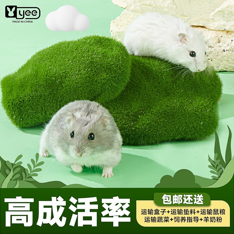 小仓鼠活物布丁三线银狐一v对情侣送笼子金丝熊苍鼠宝宝活体包活