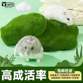 小仓鼠活物布丁三线银狐一v对情侣送笼子金丝熊苍鼠宝宝活体包活