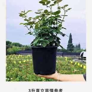 灌木月季 惠惠 雀啾 玫瑰四季 花园 开花淡L香耐热杂交茶香阳台庭