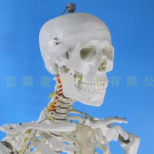 成人一比一人体骨骼模型骨架人体模型小白骷髅教学脊椎全身180cm