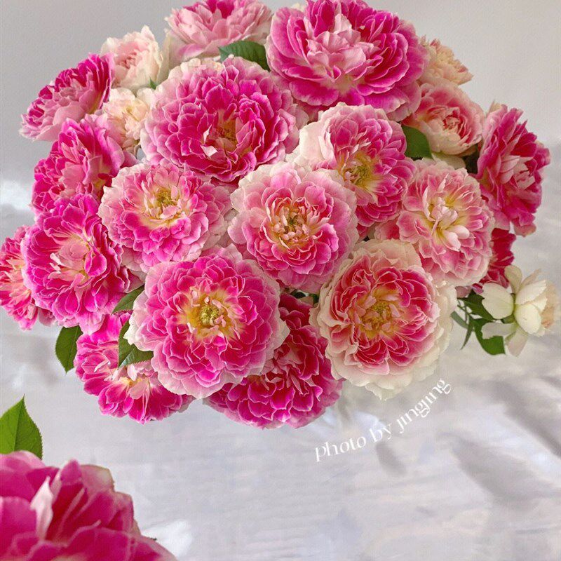 铃兰家 | 假日岛 又叫根西欧月大花浓香月季玫瑰花苗多季节开花