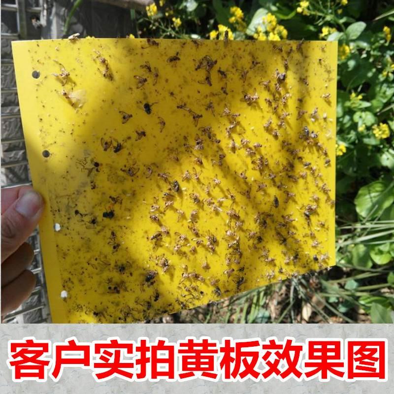 小众高货黄色粘虫板蠓虫瓜果黏纸黏虫黄纸苗圃蚊虫户外蚊子粘蝇板