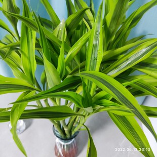 热销中金边富贵竹茶根大叶水培绿植易养活客公室卧室办厅带几办公