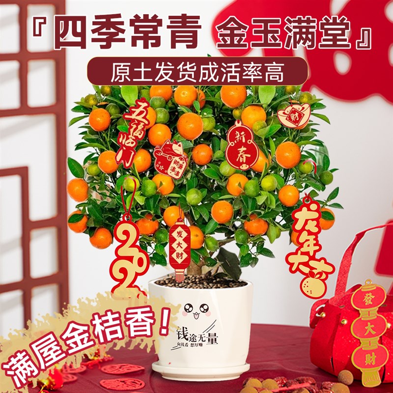 金桔盆栽带果四季绿植物可食用脆皮橘子树苗室内盆景客厅新年宵花