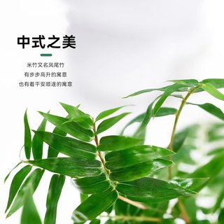 可水培米竹盆栽竹子苗凤尾竹绿植室内庭院观赏植物四季好养易活