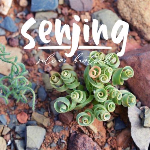 弹簧草'发卷'O属宽叶弹簧草球根多肉贵货非景天/耐旱好养/多规格