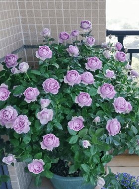 大灌木母本月季苗蓝色风暴瑞典女王阴雨浓香四季开花庭院阳台盆栽