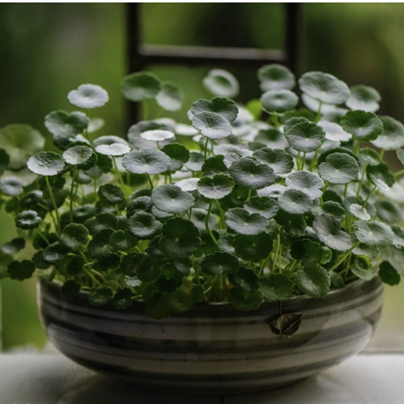 大号铜钱草 水培花卉/迷你植物小盆栽/铜钱草/迷你盆景/花卉绿植