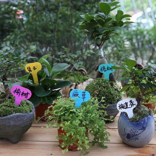 0PTs Plastic c-type GarFeAn Tags Ornaments Plant dlow 乐器/吉他/钢琴/配件 乐器工具 原图主图