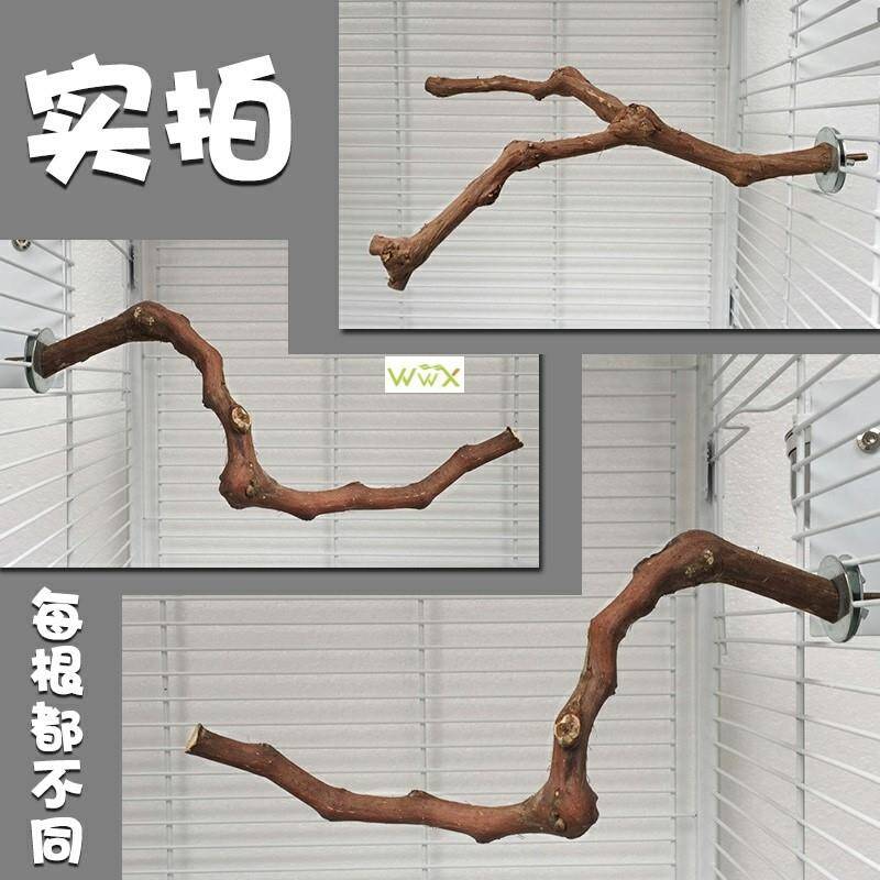 nerPet Parwot irdSt randirg SticB Wild Gnakpe Wood Pole Bird 宠物/宠物食品及用品 鸟禽其他 原图主图