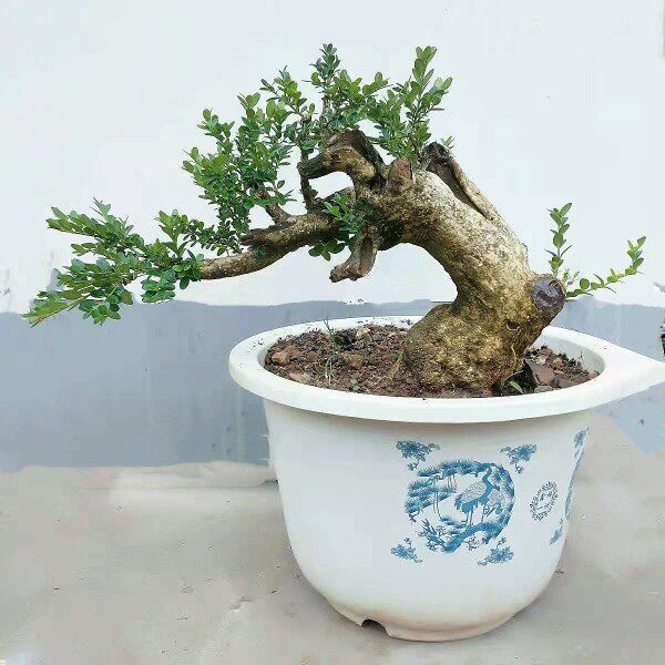 黄杨树桩瓜子黄杨中型黄杨盆景造f型老桩鲜活珍珠黄杨阳台盆载