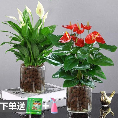 水培火鹤花白f掌盆栽一帆风顺花卉绿植办公室内植物鸿运当头四季