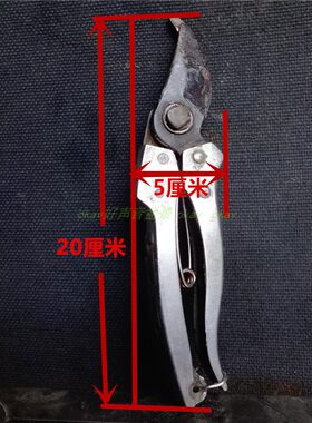 金弹子母桩带果发货原生金蛋子金单子金弹子原生小微盆景