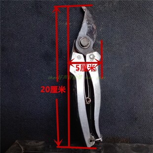 金弹子母桩带果发货原生金蛋子金单子金弹子原生小微盆景