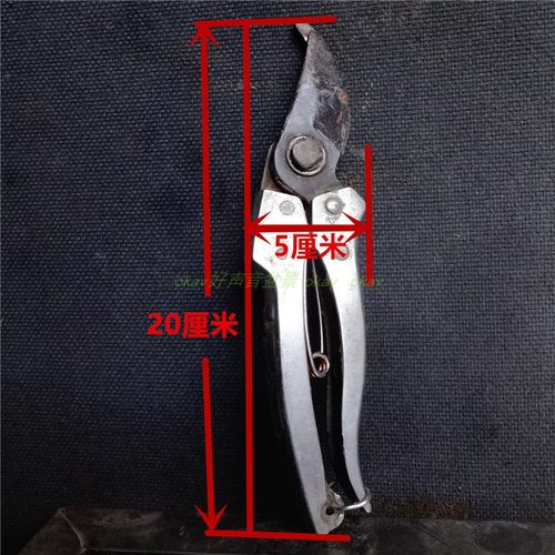 金弹子母桩带果发货原生金蛋子金单子金弹子原生小微盆景