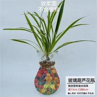 极速水培植物营养珠养花透明水晶泥花盆吸水珠水泡弹珠子无土栽培