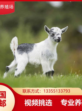 宠物羊小物羔羊羊迷你羊景区观赏小活活苗宠羊羊活物羊仔活苗羊崽