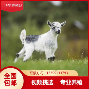 宠物羊小物羔羊羊迷你羊景区观赏小活活苗宠羊羊活物羊仔活苗羊崽