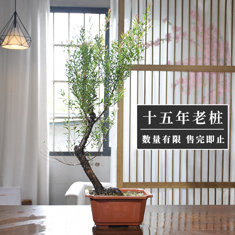 老桩赤楠造型盆景植物客厅小叶赤楠木树苗绿植好养活紫檀大型盆景