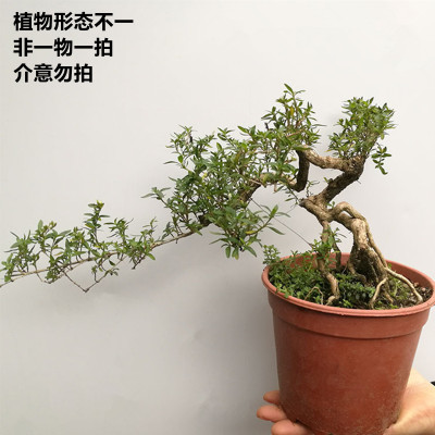 提根S型榆树盆景室内观叶绿植造型树F桩 阳台办公桌好养吸甲醛小